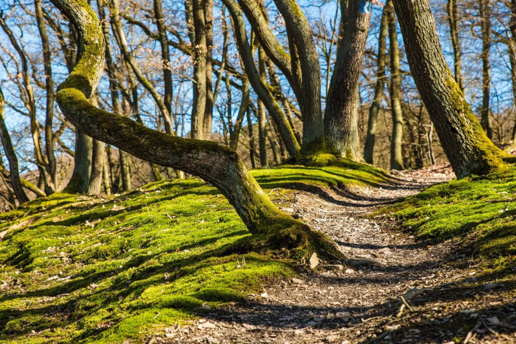 forest safety in the body somatic coaching.jpg